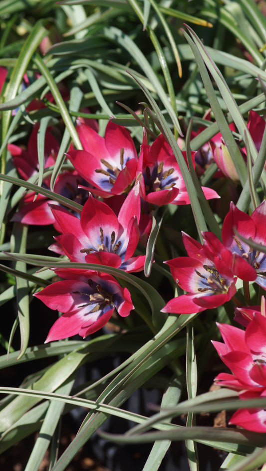 Tulipa humilis 'Liliput' - Zwerg-Tulpe