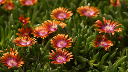 Delosperma Dyerii-Hybride 'Fire Spinner' - Mittagsblume