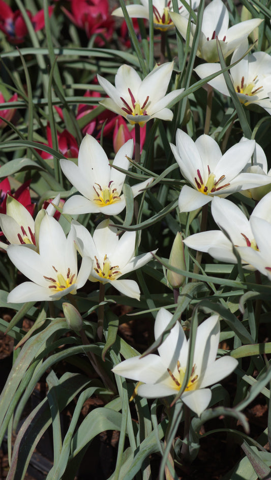 Tulipa clusiana 'Sylvia' - Damen-Tulpe