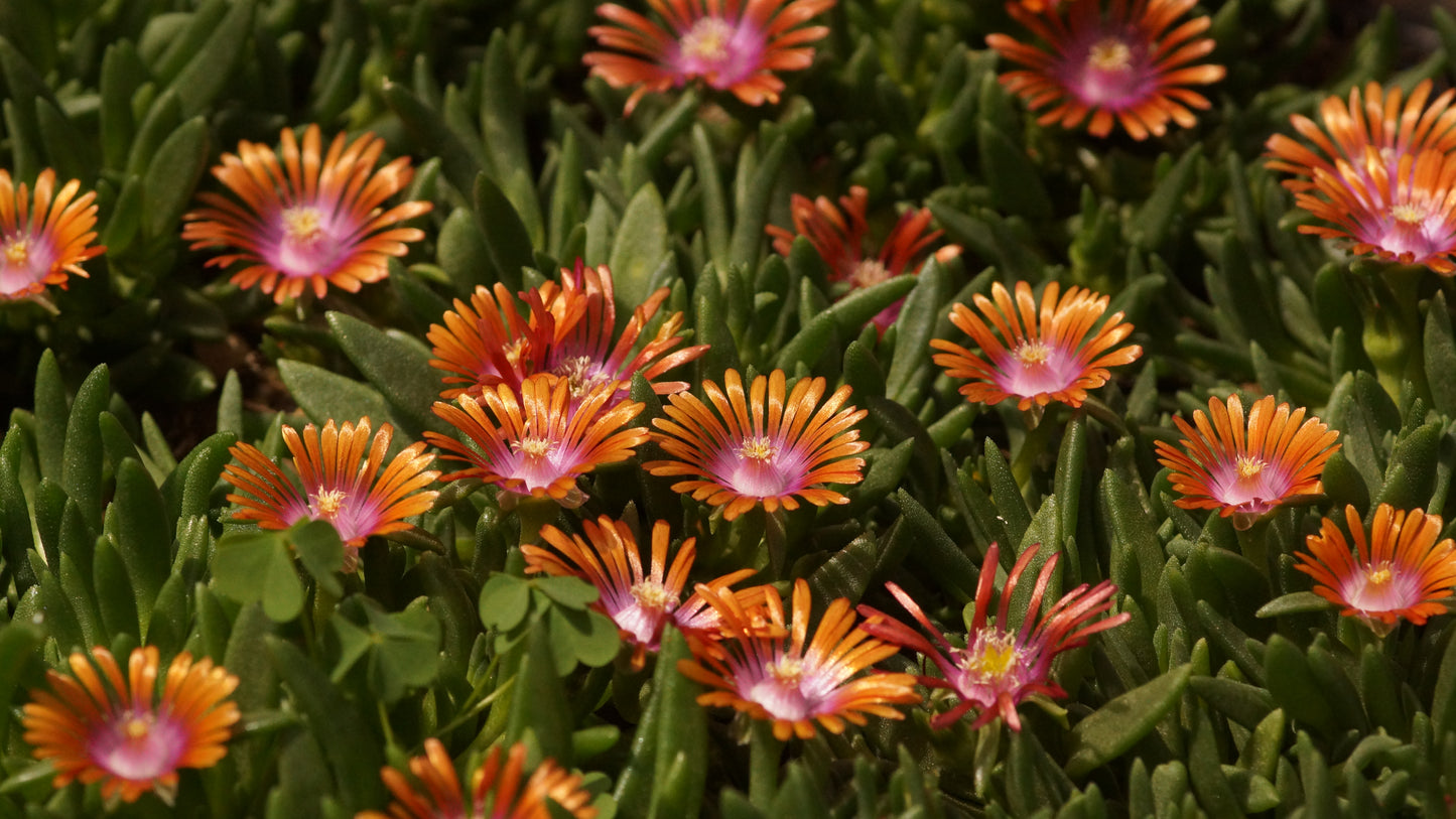 Delosperma Dyerii-Hybride 'Fire Spinner' - Mittagsblume