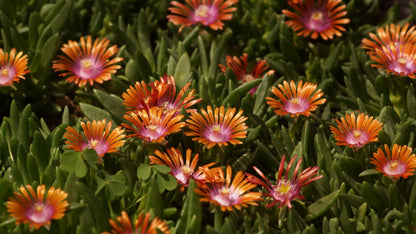 Delosperma Dyerii-Hybride 'Fire Spinner' - Mittagsblume