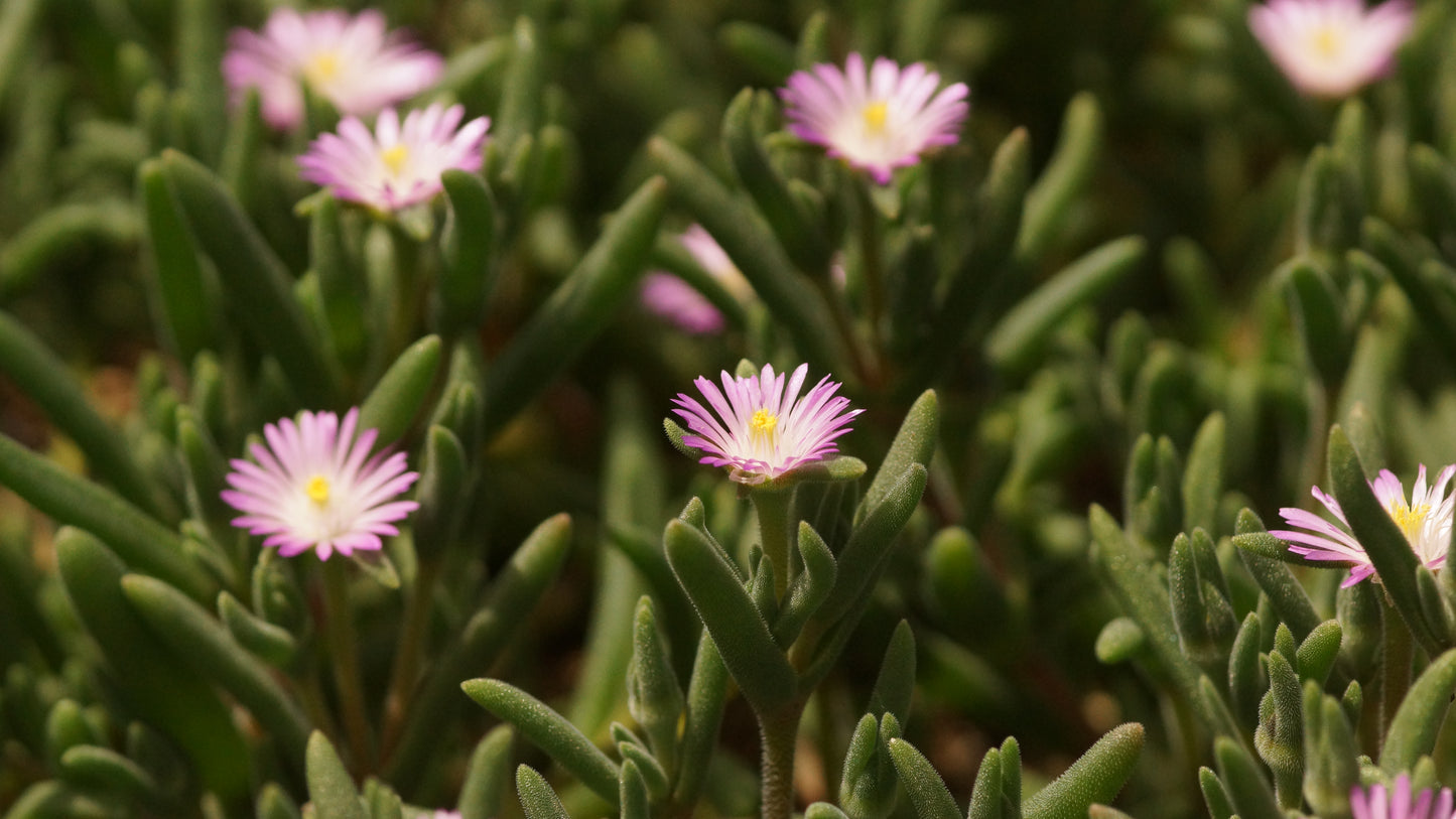Delosperma Hybride 'Holland Baby' - Mittagsblume
