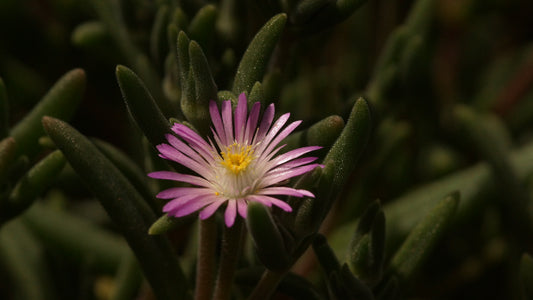 Delosperma Hybride 'Holland Baby' - Mittagsblume