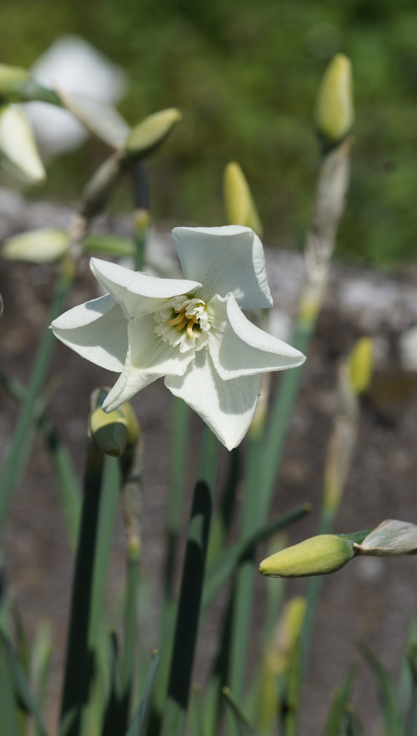 Narcissus 'Arctic Gem' - Kleinkronige Narzisse