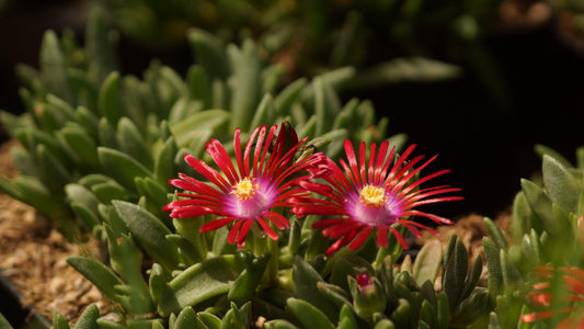 Delosperma luckhoffii 'Alpenglut' - Mittagsblume