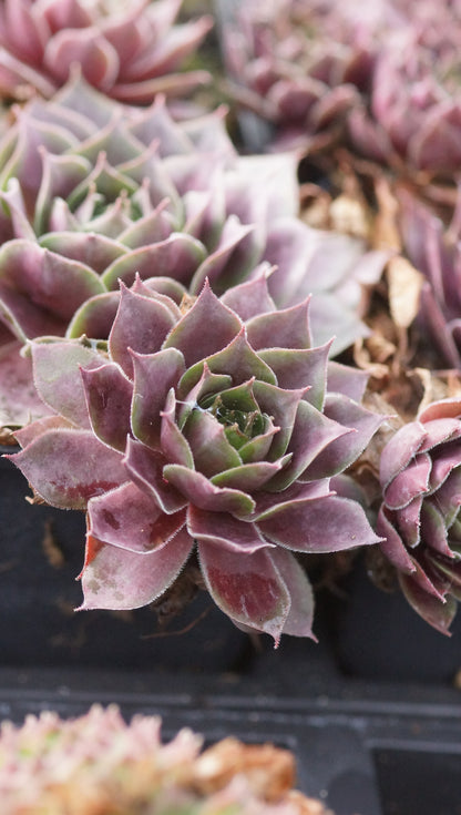 Sempervivum Hybride 'Galahad' - Hauswurz