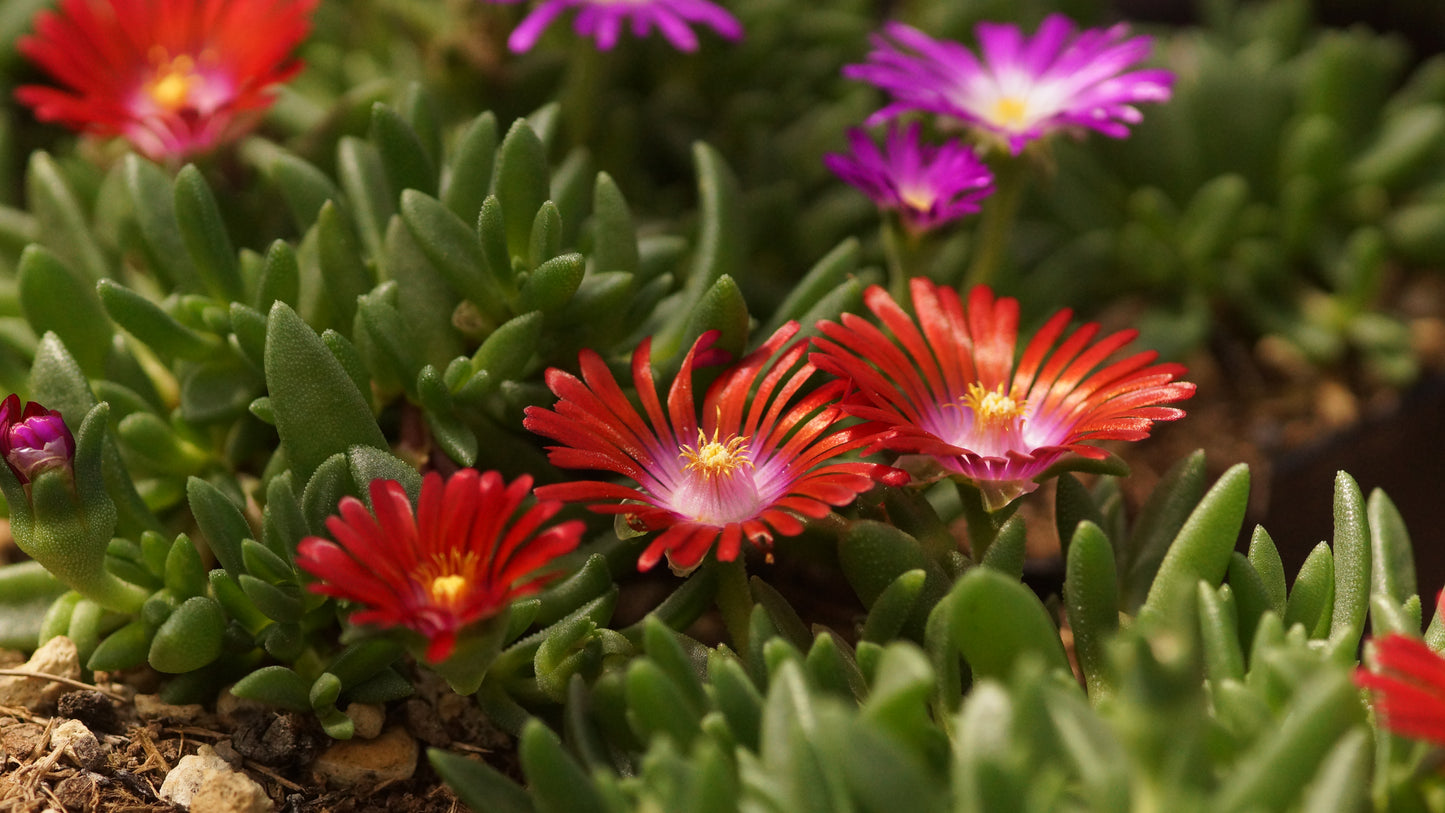 Delosperma Hybride 'Red Fire' - Mittagsblume