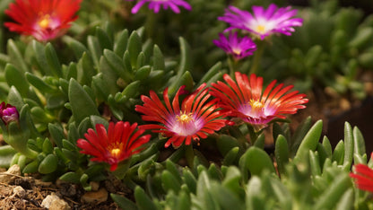 Delosperma Hybride 'Red Fire' - Mittagsblume