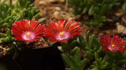 Delosperma Hybride 'Red Fire' - Mittagsblume