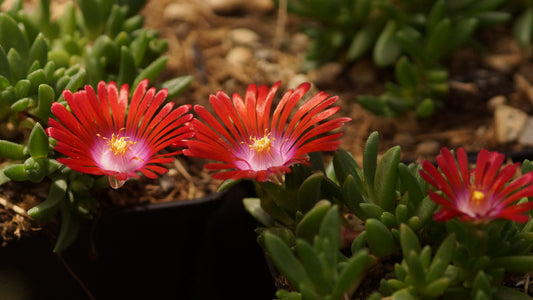 Delosperma Hybride 'Red Fire' - Mittagsblume
