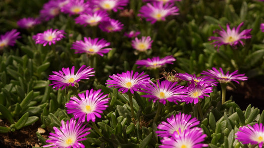 Delosperma Hybride 'Diamantine' - Mittagsblume