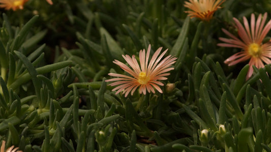 Delosperma Hybride 'Kelaidis' - Mittagsblume