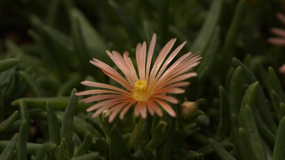 Delosperma Hybride 'Kelaidis' - Mittagsblume