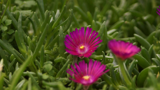 Delosperma Hybride 'Tiffendel KG' - Mittagsblume