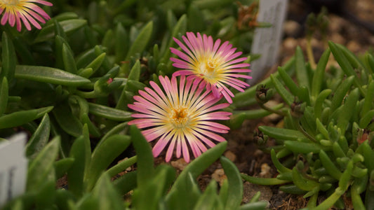 Delosperma Hybride 'Hellgirl' - Mittagsblume