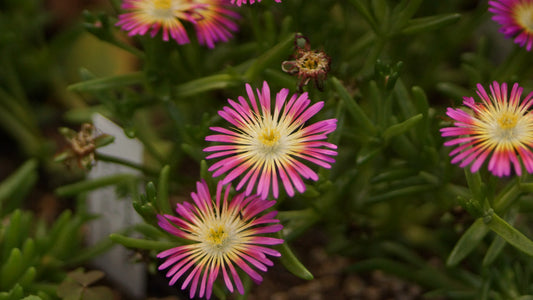 Delosperma Hybride 'Wonderful Hot' - Mittagsblume