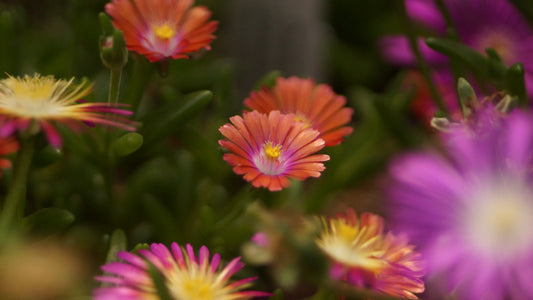 Delosperma Hybride 'Peach Drops' - Mittagsblume