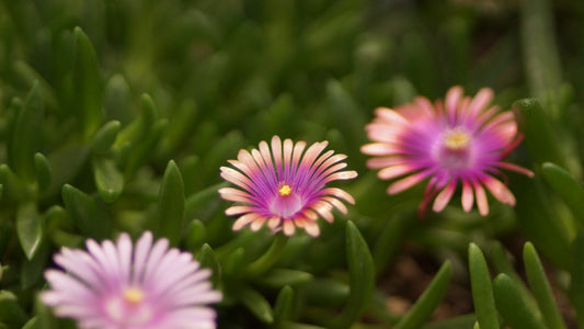 Delosperma Hybride 'Eye of the Tiger' - Mittagsblume
