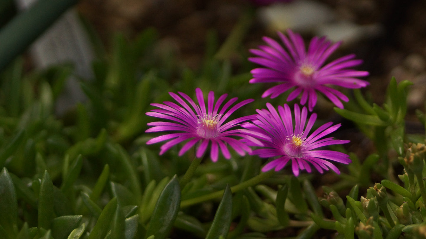 Delosperma Hybride 'Bibis Beste Violett' - Mittagsblume