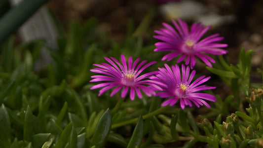 Delosperma Hybride 'Bibis Beste Violett' - Mittagsblume
