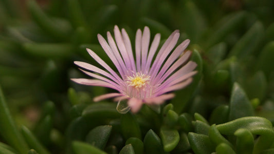 Delosperma Hybride 'Heavensgate' - Mittagsblume
