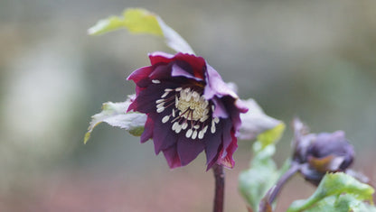 Helleborus orientalis 'Double Ellen Purple' - Lenzrose