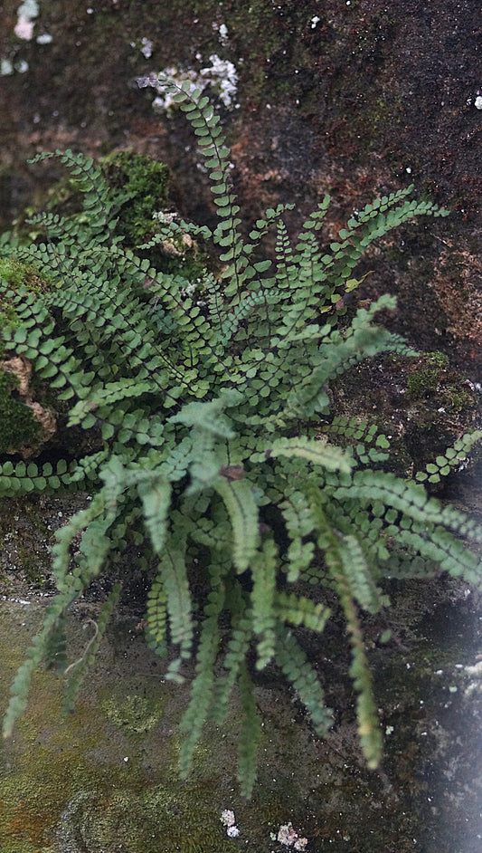 Asplenium trichomanes - Braunstieliger Streifenfarn