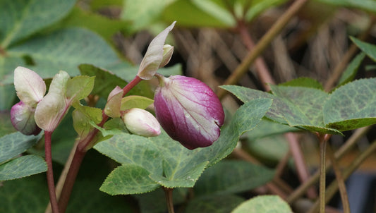 Helleborus Hybride 'Frostkiss Glendas Gloss' - Christrose