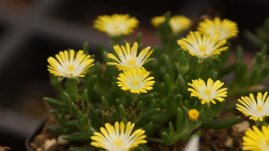 Delosperma Hybride 'Luna' - Mittagsblume