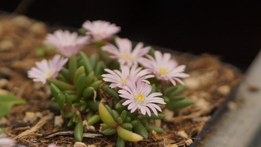 Delosperma Hybride 'Beaufort West' - Mittagsblume