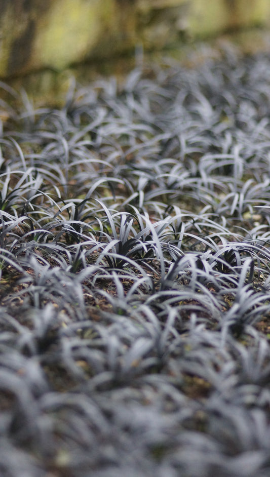 Ophiopogon planiscapus 'Niger' - Schwarzer Schlangenbart