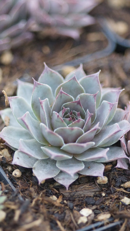 Sempervivum Hybride 'Blue Boy' - Hauswurz