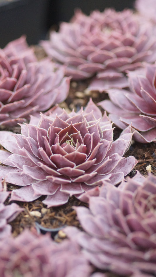 Sempervivum Hybride 'Patrician' - Hauswurz