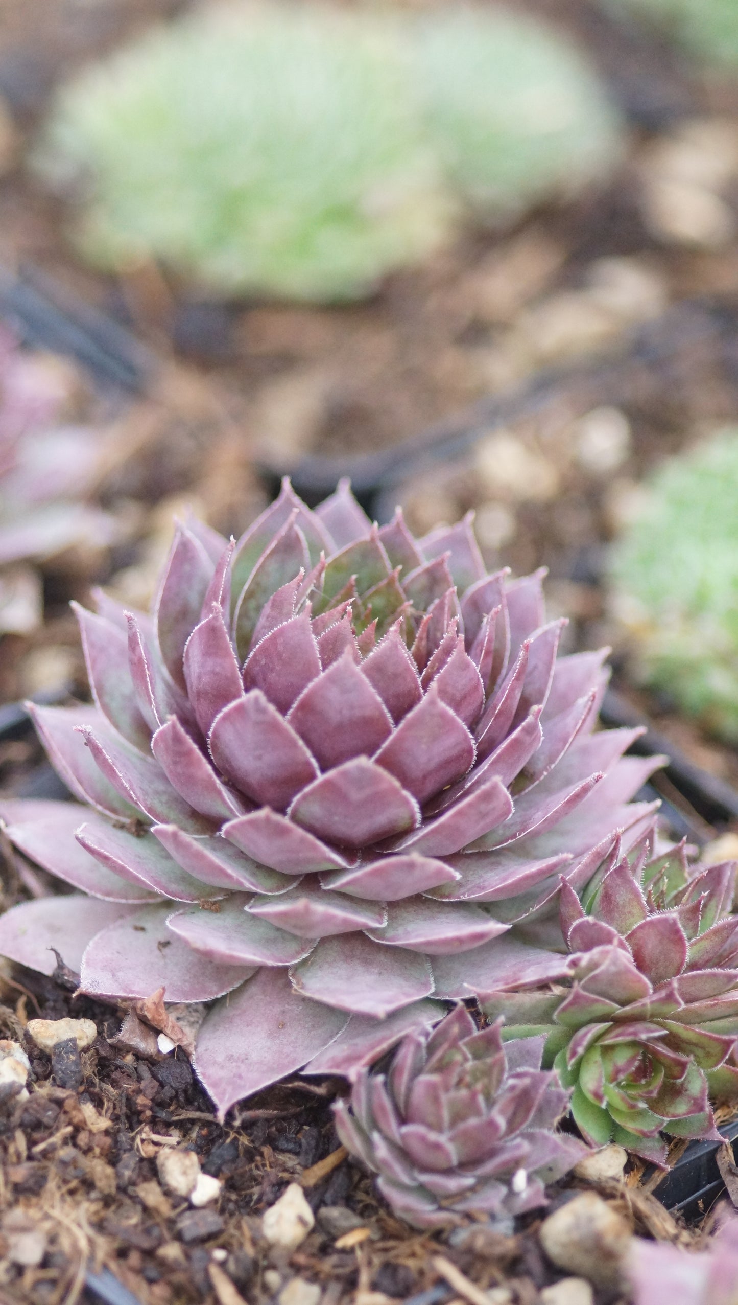 Sempervivum Hybride 'Dippy Dame' - Hauswurz