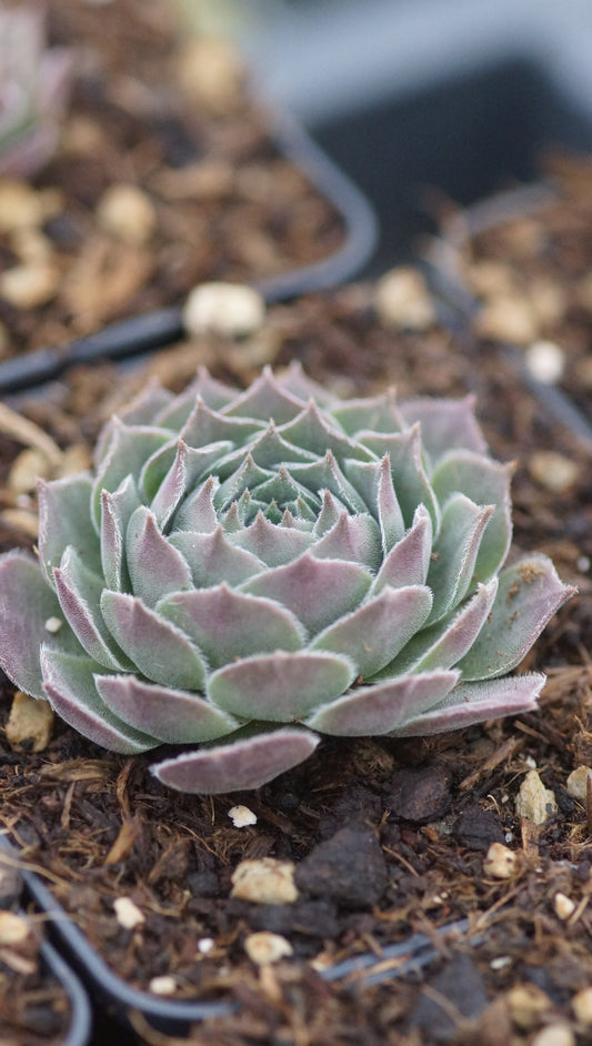 Sempervivum Hybride 'Grey Dawn' - Hauswurz