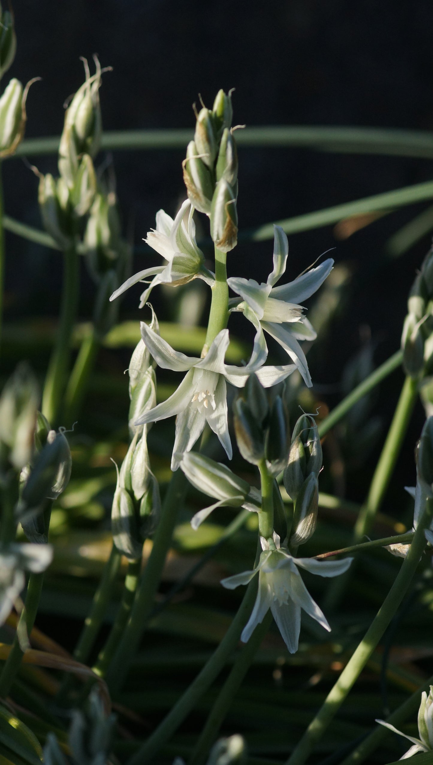 Ornithogalum nutans - Nickender Milchstern