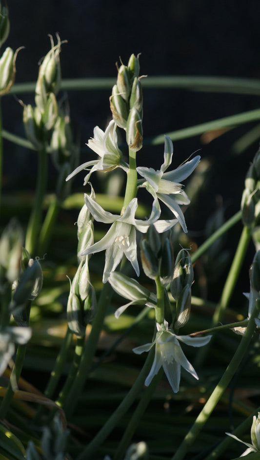Ornithogalum nutans - Nickender Milchstern