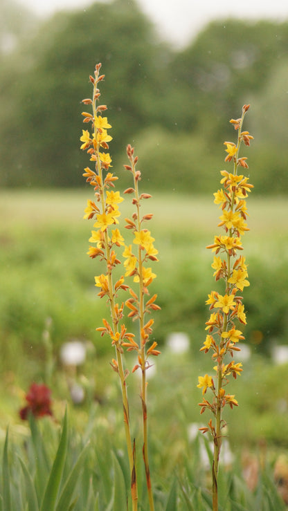 Wachendorfia thyrsiflora - Sumpf-Schmetterlingslilie