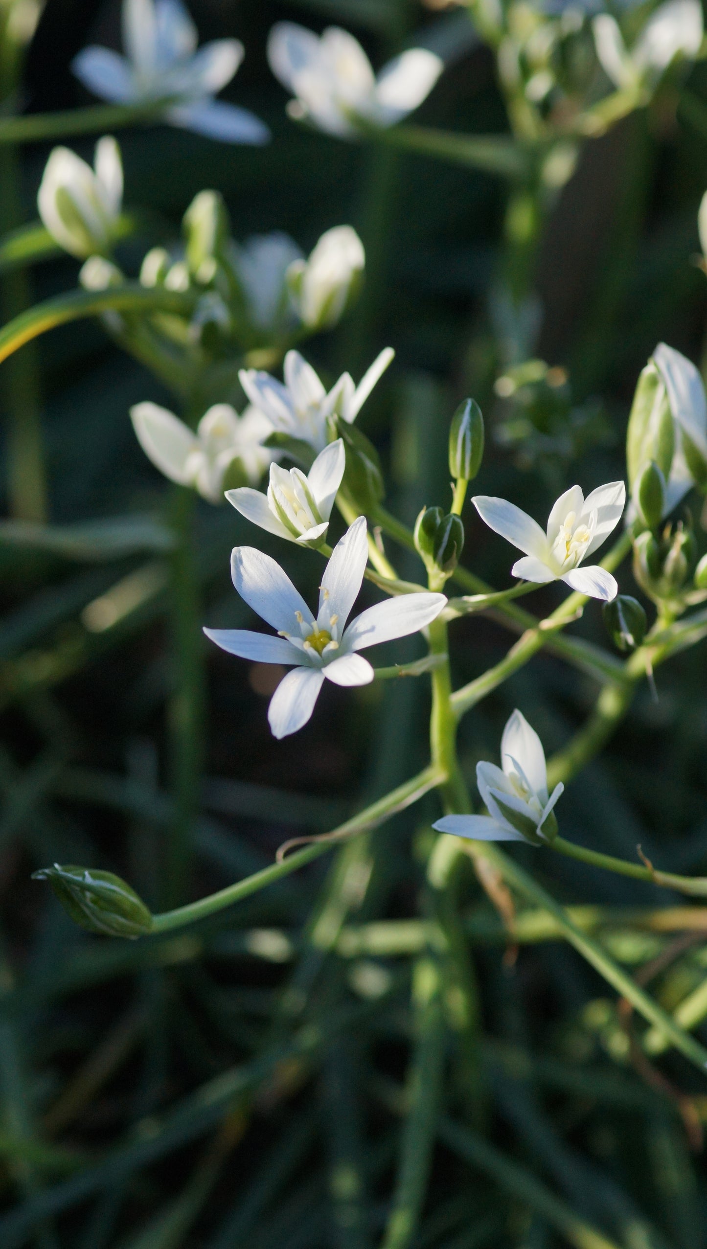 Ornithogalum umbellatum - Dolden-Milchstern