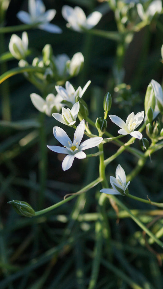 Ornithogalum umbellatum - Dolden-Milchstern