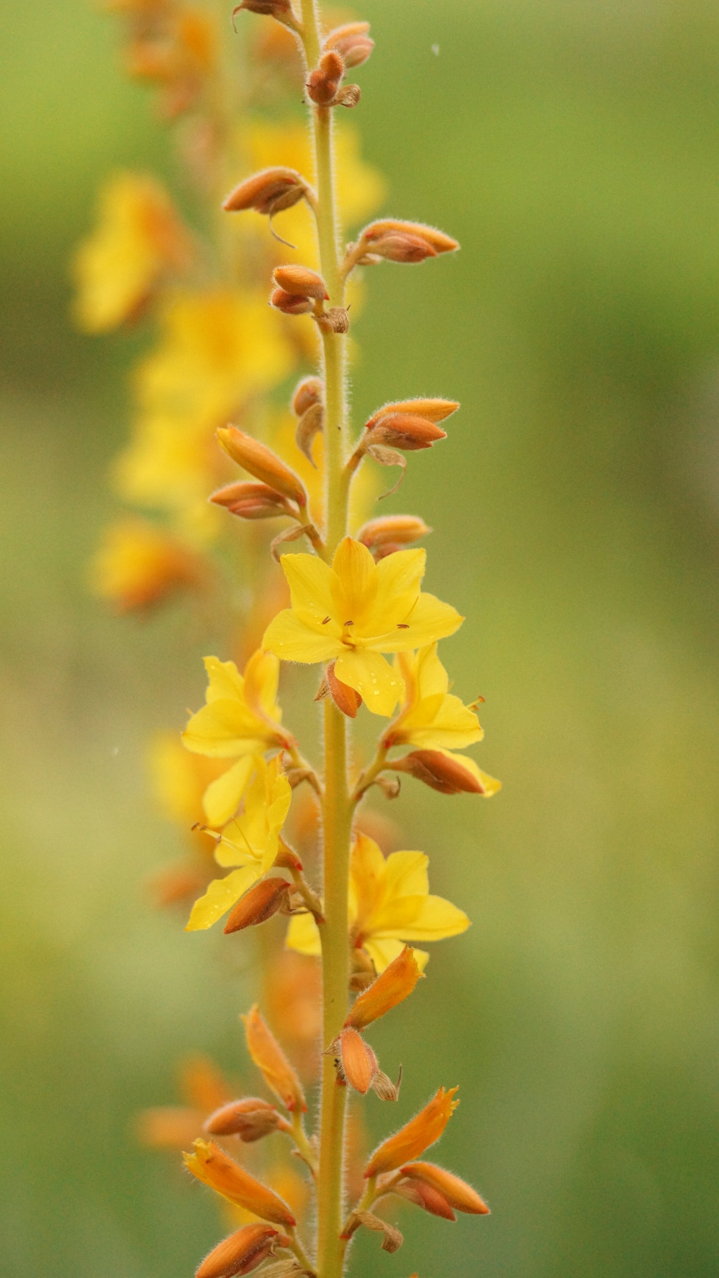 Wachendorfia thyrsiflora - Sumpf-Schmetterlingslilie