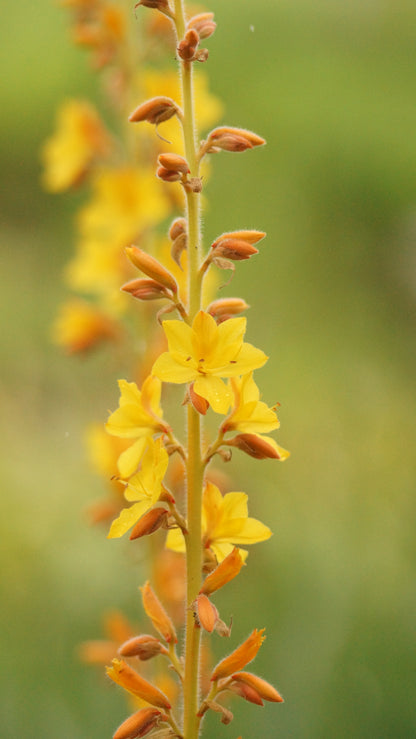Wachendorfia thyrsiflora - Sumpf-Schmetterlingslilie