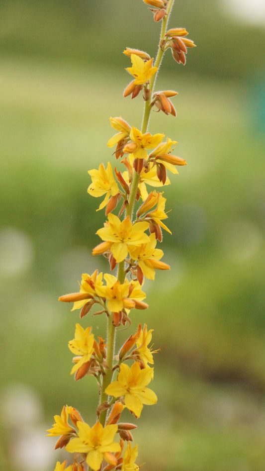 Wachendorfia thyrsiflora - Sumpf-Schmetterlingslilie