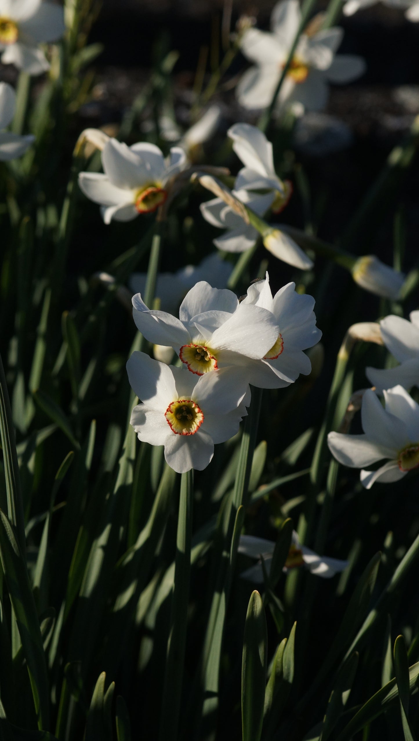 Narcissus poeticus var. recurvus - Pfauenaugen-Narzisse