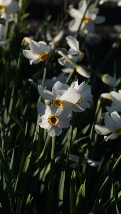 Narcissus poeticus var. recurvus - Pfauenaugen-Narzisse