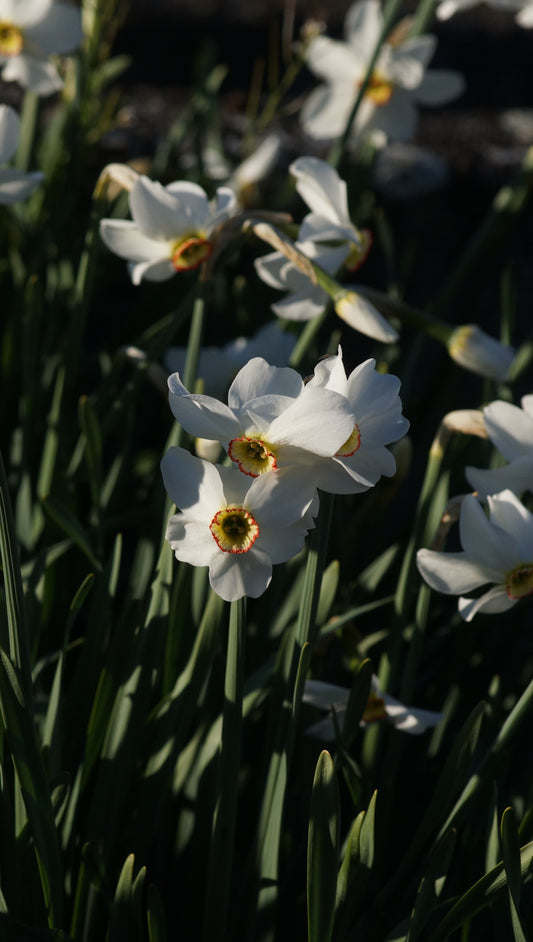 Narcissus poeticus var. recurvus - Pfauenaugen-Narzisse