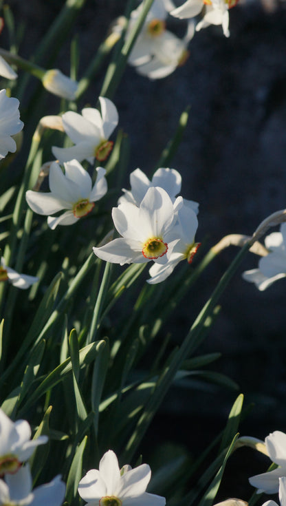 Narcissus poeticus var. recurvus - Pfauenaugen-Narzisse