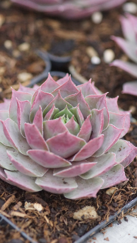 Sempervivum Hybride 'Dawn to Dusk' - Hauswurz