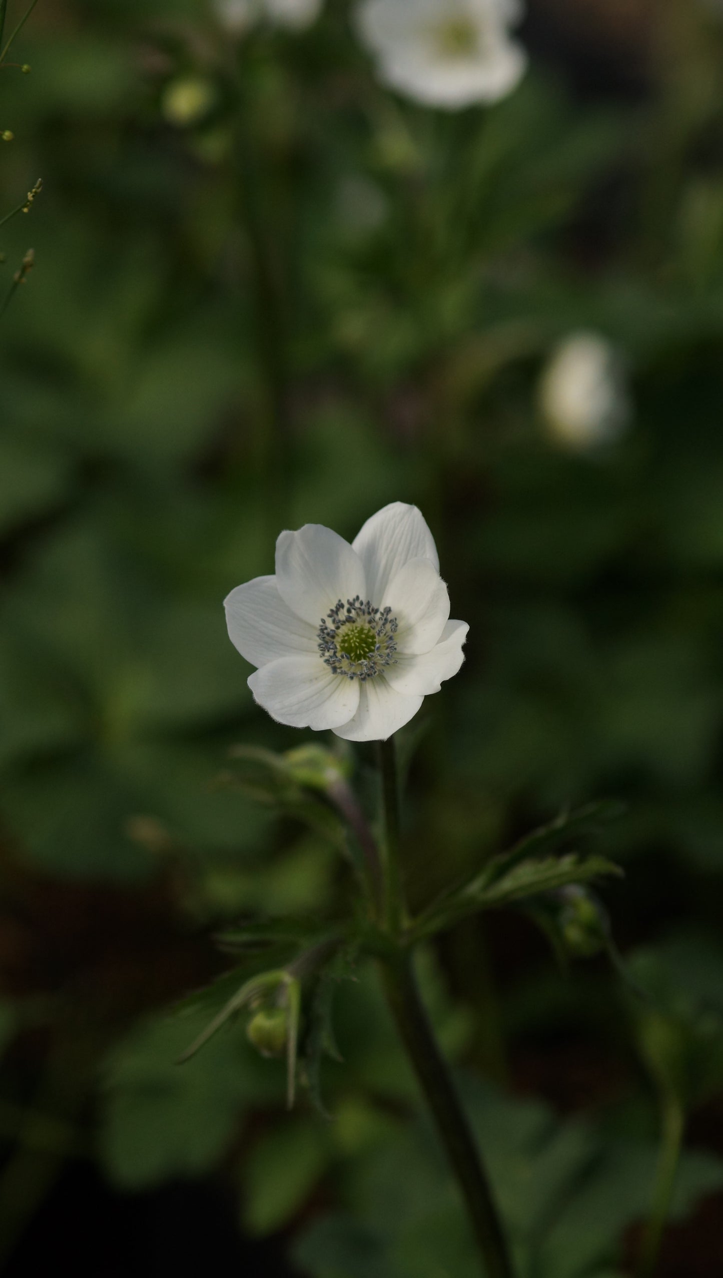 Anemone leveillei - Chinesisches Sommer-Windröschen