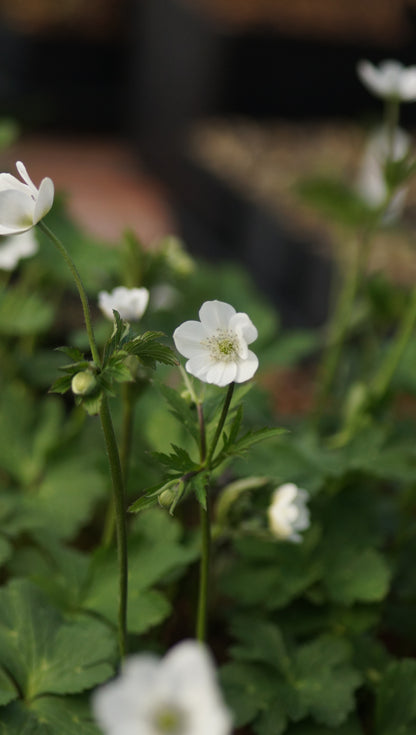 Anemone leveillei - Chinesisches Sommer-Windröschen